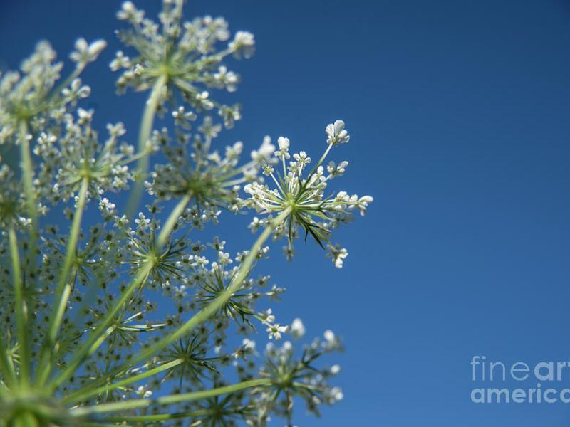 Wild Carrots -Blue Skys and Queen Anne's Lace