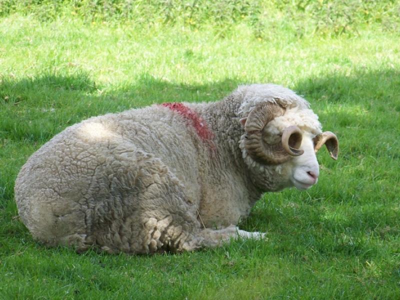 Sheep with Glasses