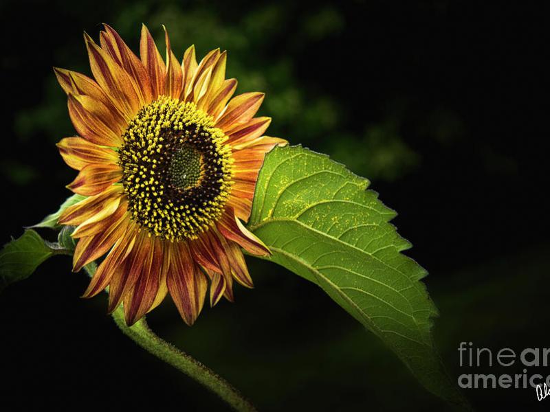 Sunflower Black Background