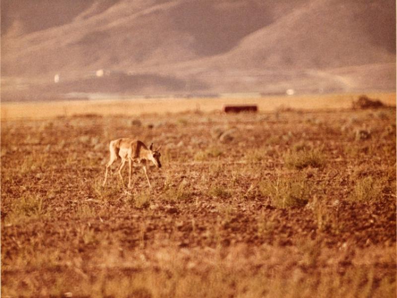 Idaho Antelope