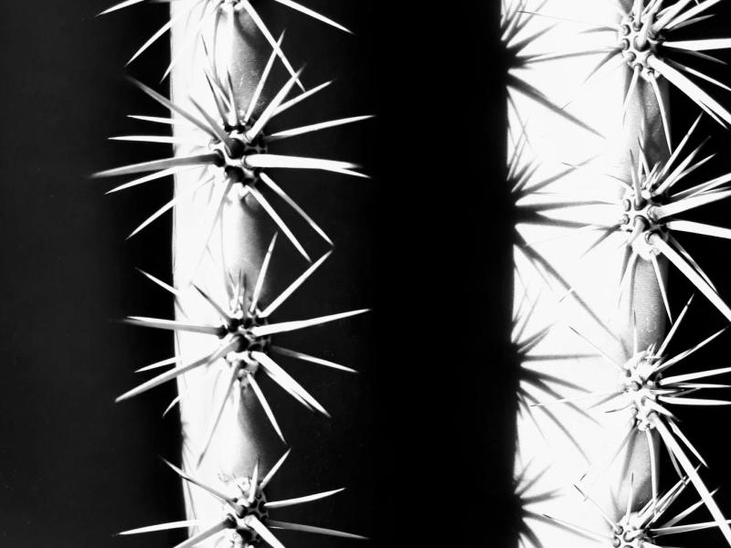 Saguaro Cactus Ribs and Thorns