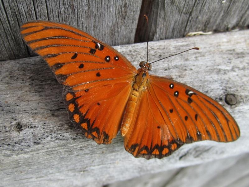 Butterfly Resting On Fence Rail
