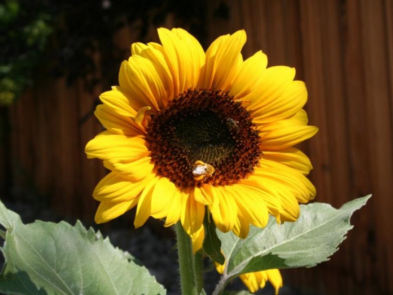 Sun Flower Bees