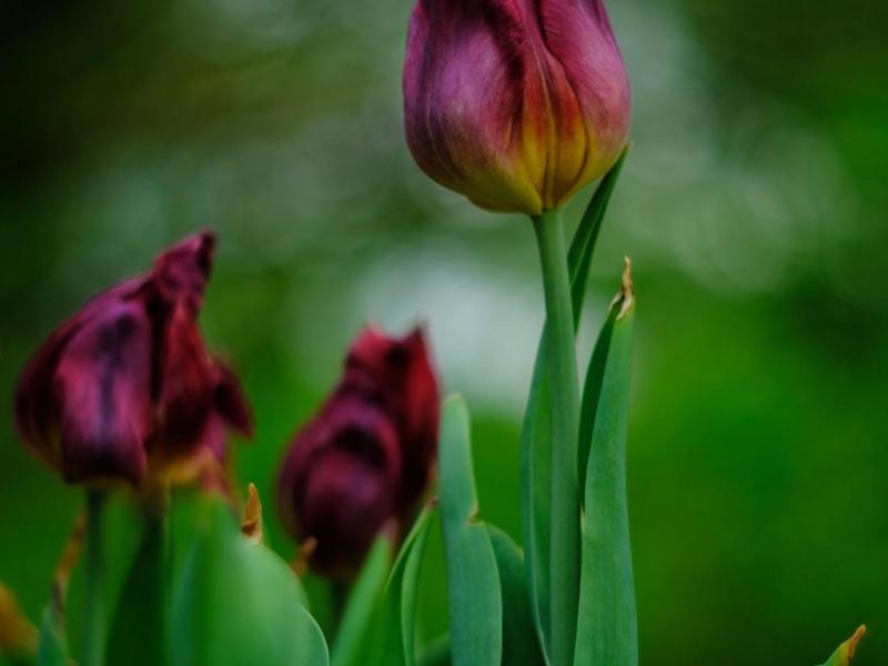 A group of tulips showing off the wide color palette within mother nature's paint set.