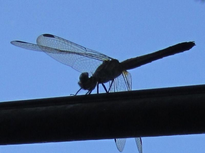 DragonFly on Power Wire