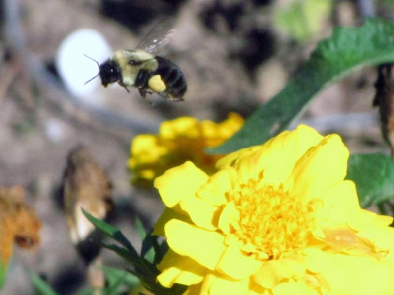 "Bumblebee In Flight"