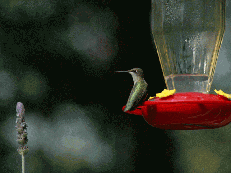 Hummingbird Choices