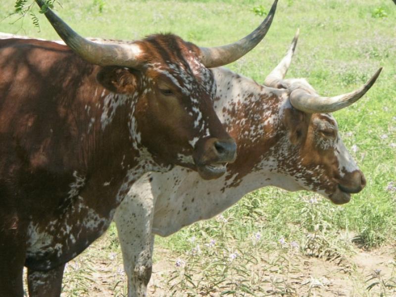A Couple Of Longhorns