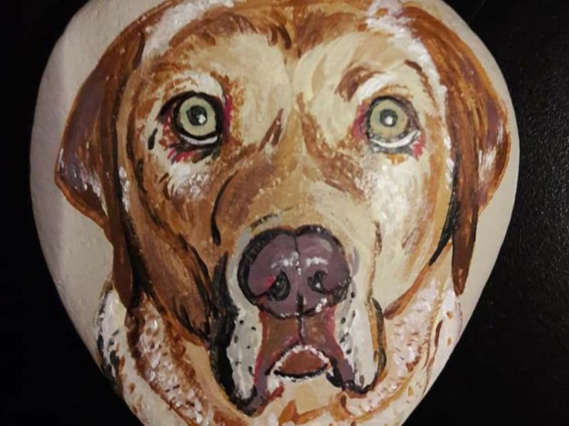 Brown dog with green eyes portrait on rock.