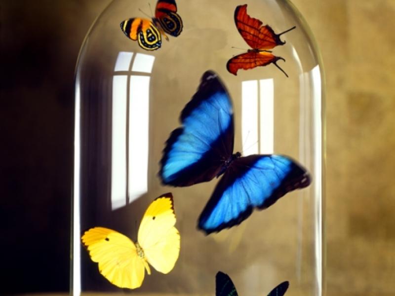 Butterflies under glass