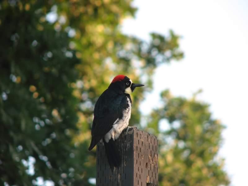 Acorn Woodpecker Cachuma Lake
