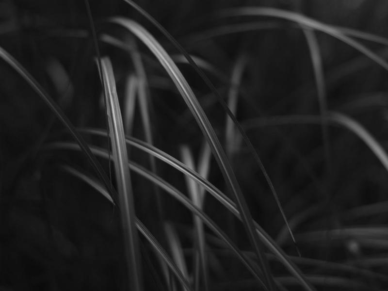 Monochrome photo of light falling on tall grasses using a narrow depth of field to highlight one area w/ background a pleasing blur.