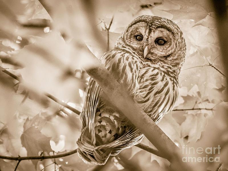 Barred Owl in the Maine woods