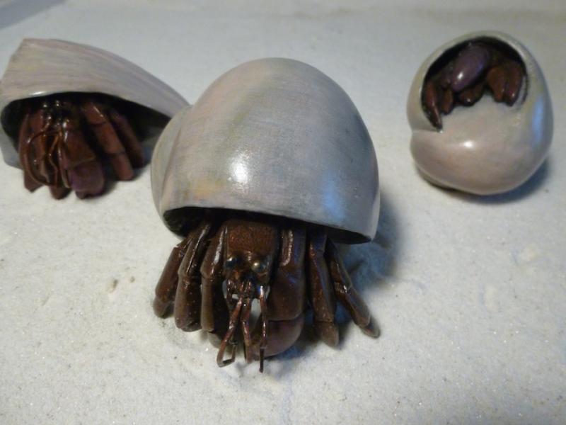 bronze hermit crabs