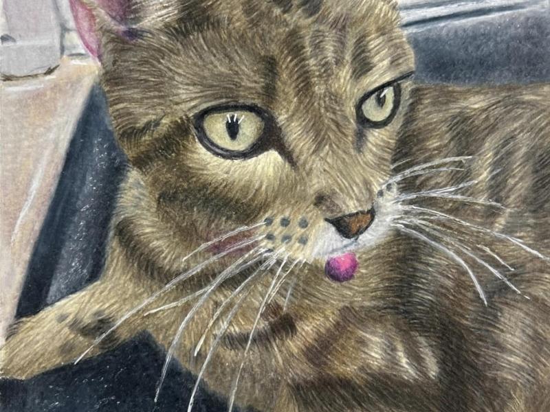Resting Cat in colored pencil