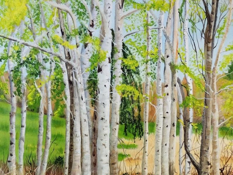 Birches Dancing in the Light