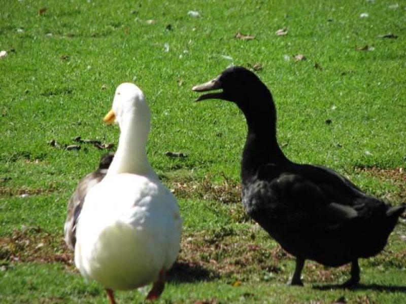 Duck Duck goose