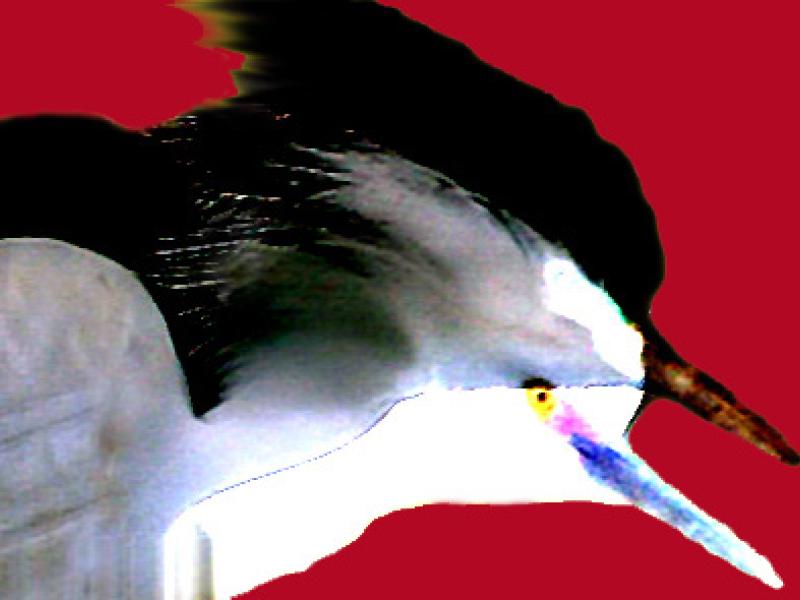 Egrets 5