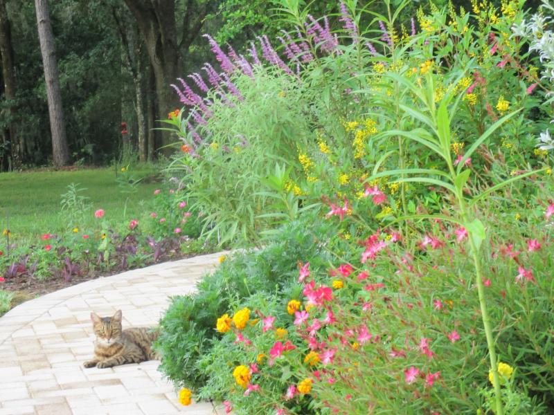 Cat in deer resistant flower garden