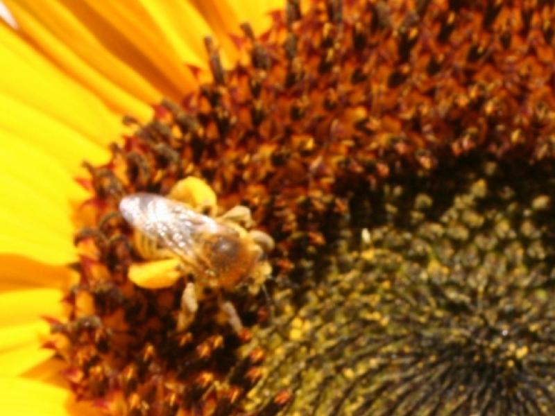 Bee of Pollen