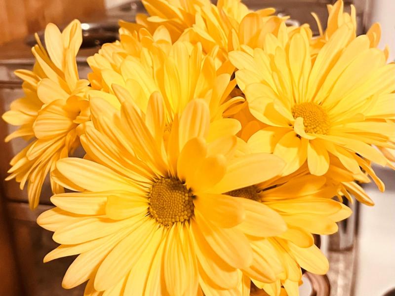 yellow daisies in a vase