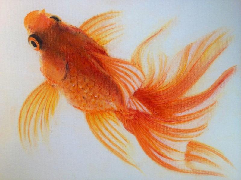Goldfish#1
