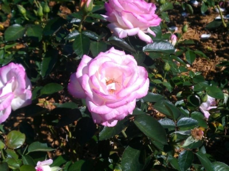 Perfect pink rose