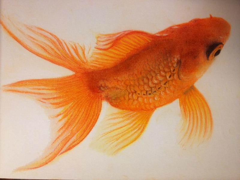 Goldfish#2