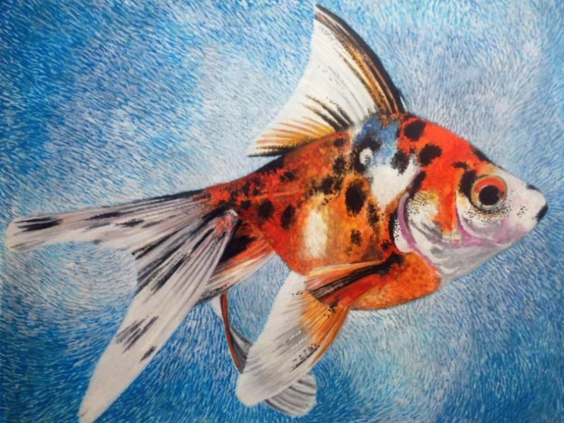 Goldfish#3