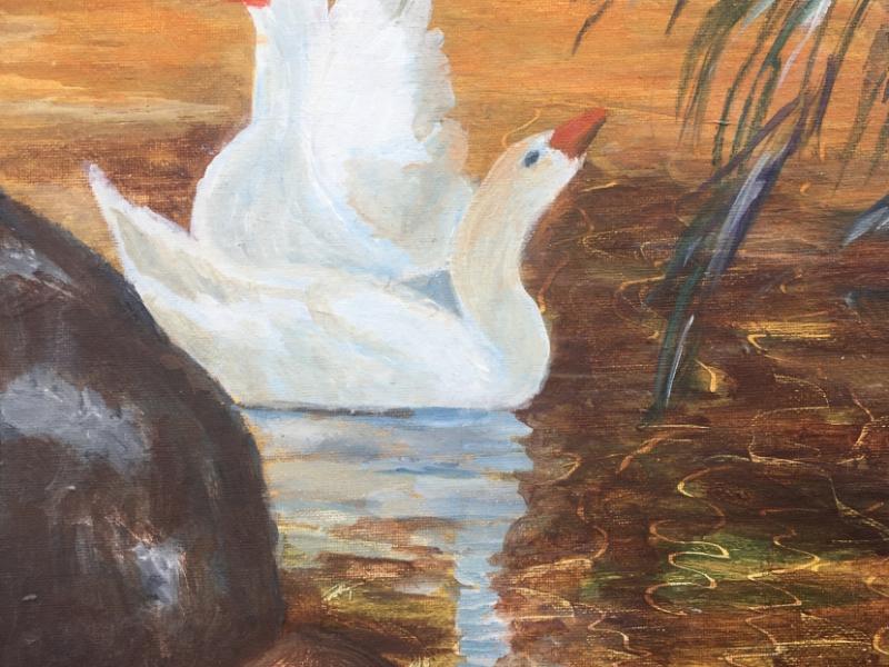 "Swan Grooming at Water's Edge"
