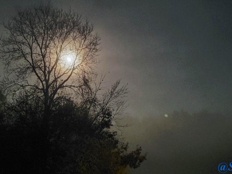 Moon Fog Tree@2020