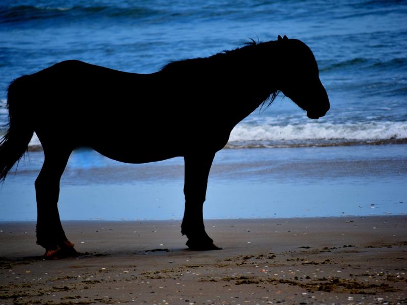 Moon Lit Horse on the Beach