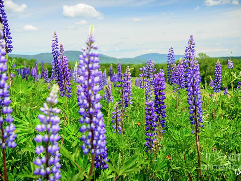 Rangeley, ME -A Field of Lupines