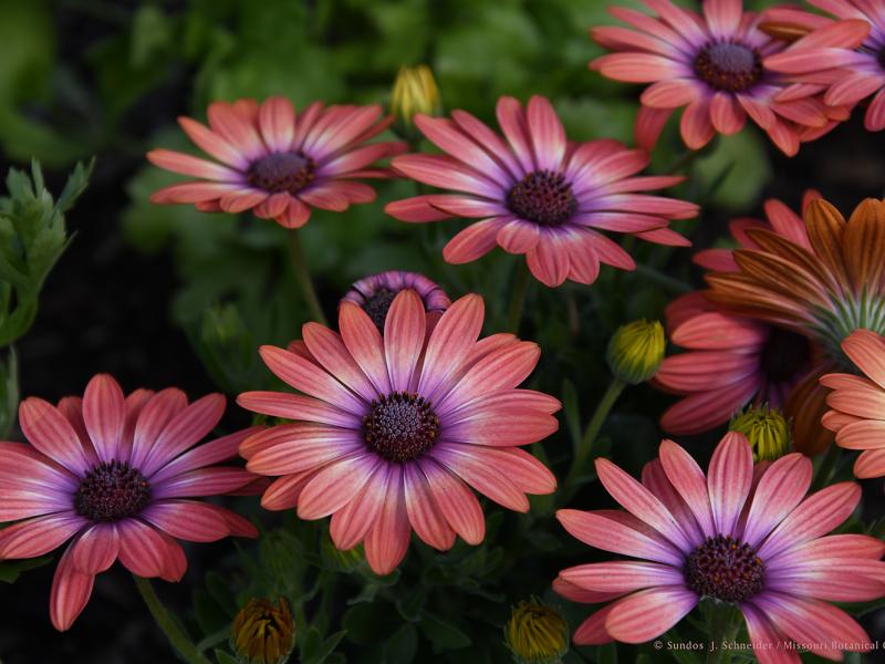 image of African Daisies