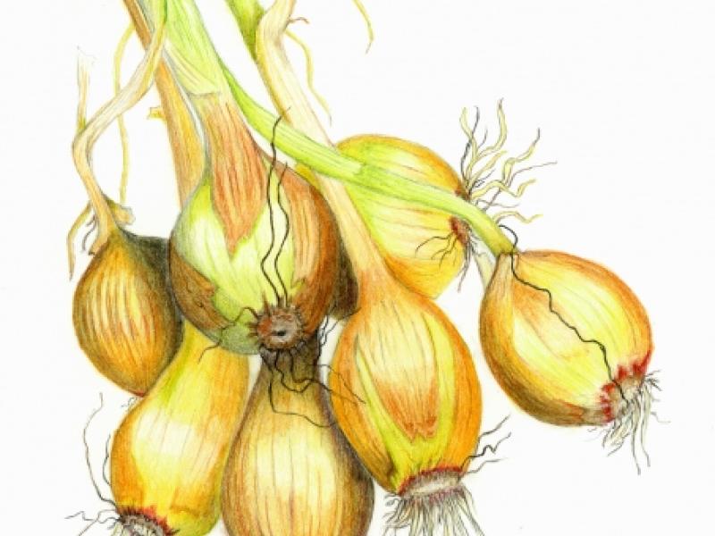 colored pencil drawing of garden onions