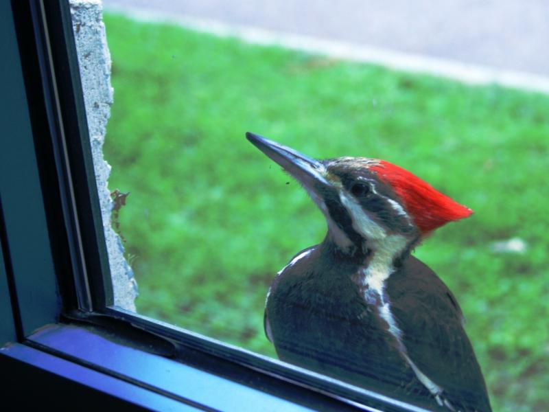 Woodpecker at my Window