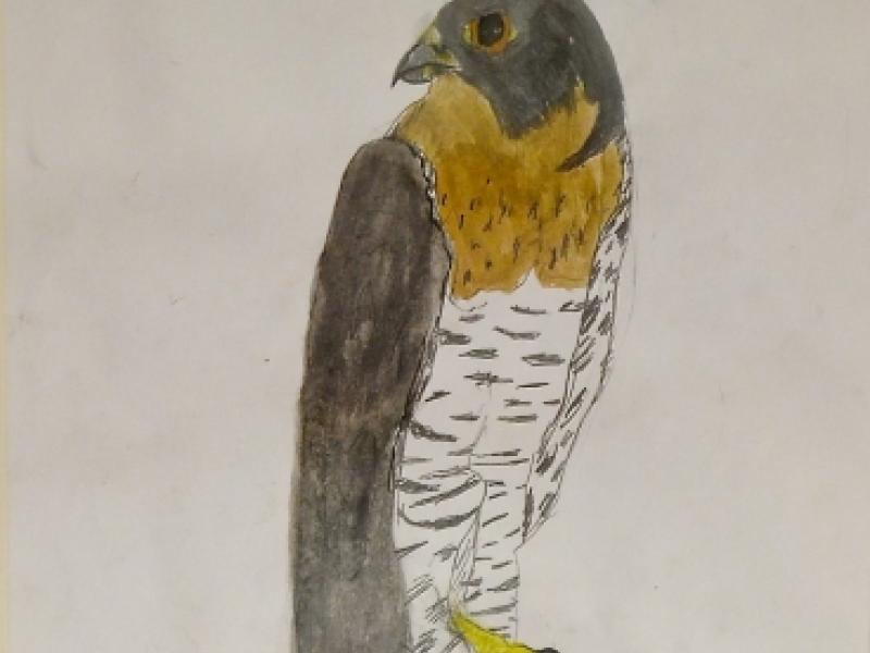 8th Annual Exhibit Peregrine Falcon
