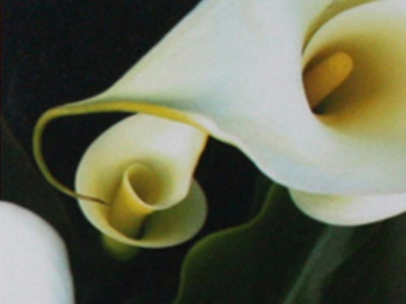 13th Annual Exhibit Calla Lillies