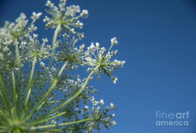 Wild Carrots -Blue Skys and Queen Anne's Lace