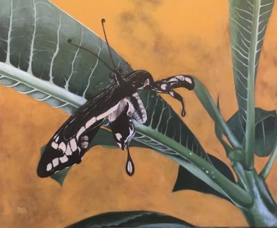 Frangipani and the Cripplewing Swallowtail