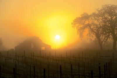 Vineyard Barn Sunrise