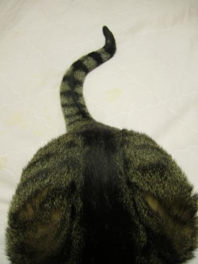 Buddy Cat's Happy Tail