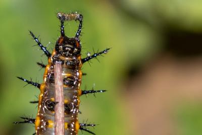 A New Queen Is Born close up image of Gulf Fritillary Catepillar