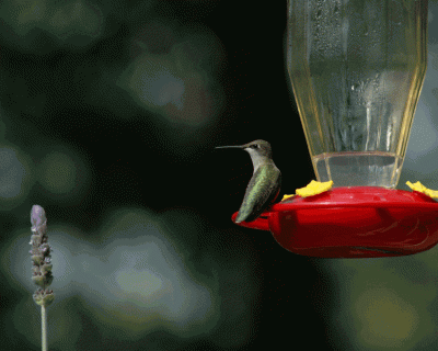 Hummingbird Choices