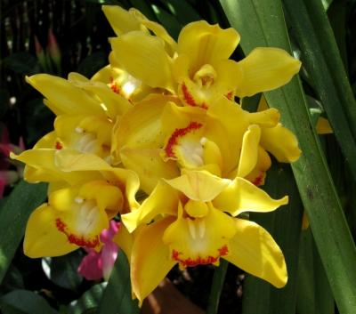 Yellow orchids