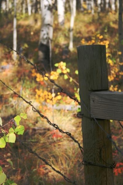 Post and Wire in the Woods