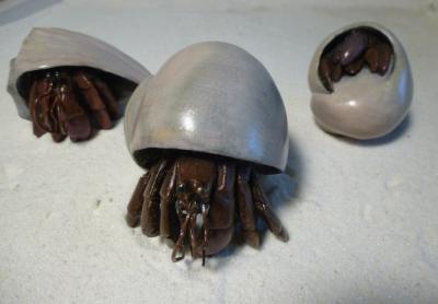 bronze hermit crabs