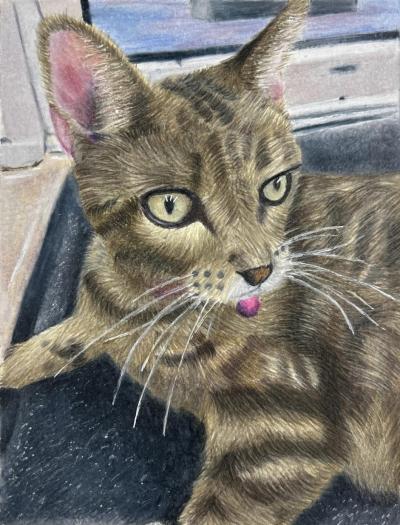 Resting Cat in colored pencil