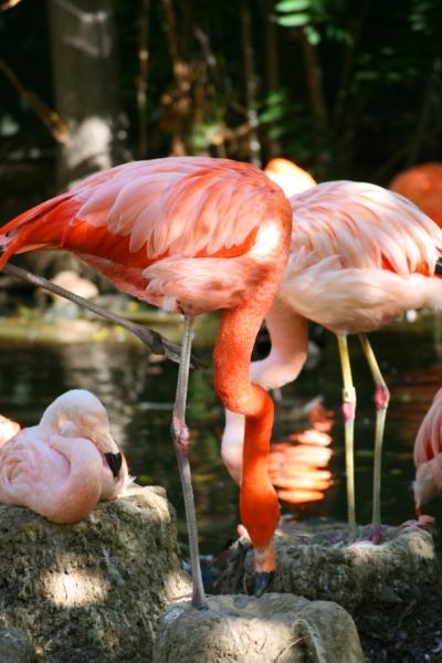 Sunny flamingo