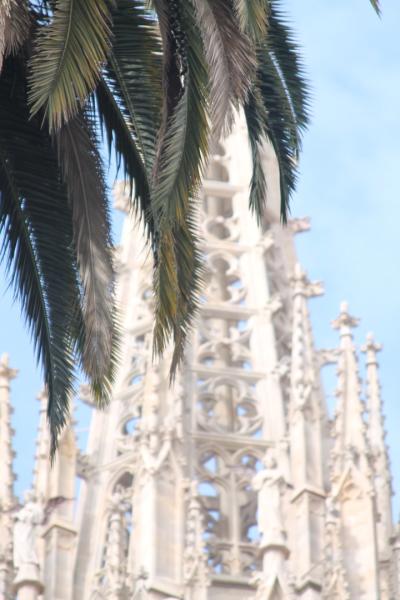 Graceful Palms